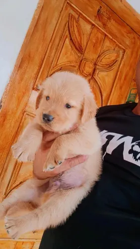 5 machinho de golden retriever original vendo os 5 pra revenda se paga os 5 preço top