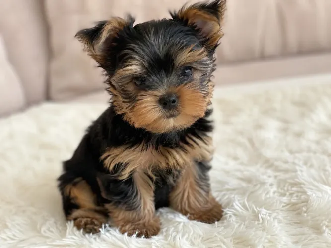 Yorkshire Terrier Filhote