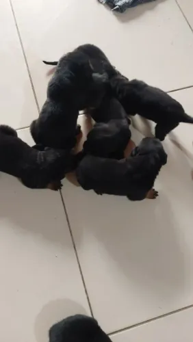 ? FILHOTES DE ROTTWEILER À VENDA ?