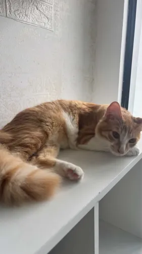 Doação de gato laranja super dócil 