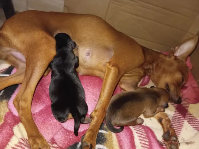 Filhotes de pinscher 
