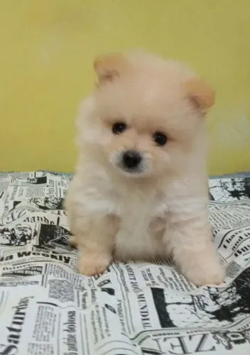 Lulu da Pomerania