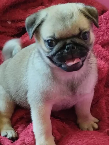Filhote Pug, cheios de amor, carinho e muita alegria!
