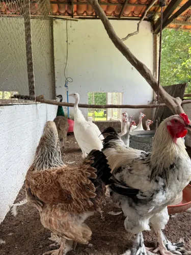 Galinhas brahmas