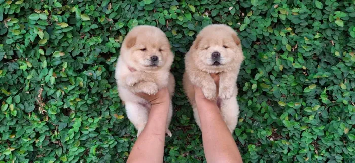 Linda bb de chow chow fêmea