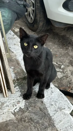 Gatinho preto para adoção 