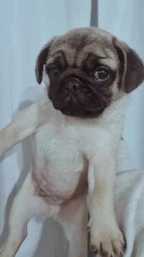 Pug abrindo ¿ Hero dogs filhotes 