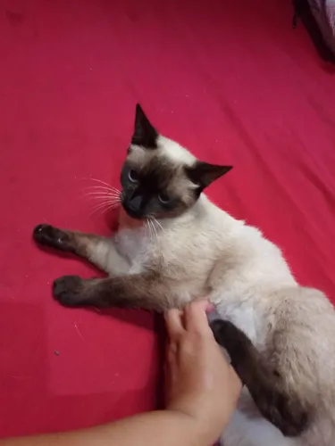 Doando 2 gatas siamês de 1 ano castradas
