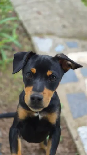 Cachorro perdido / doação mestiço dobermann