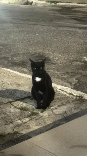 Gatinha castrada