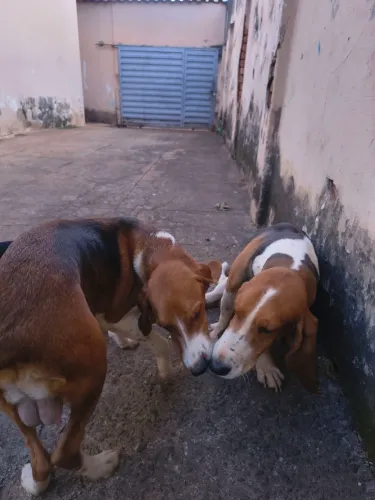 Cachorro