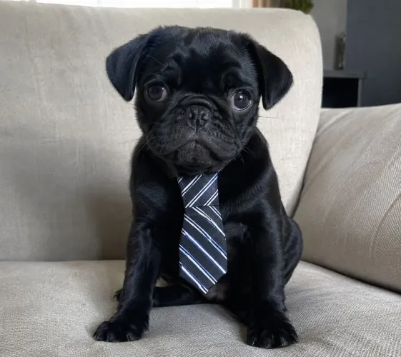 Pug macho três meses