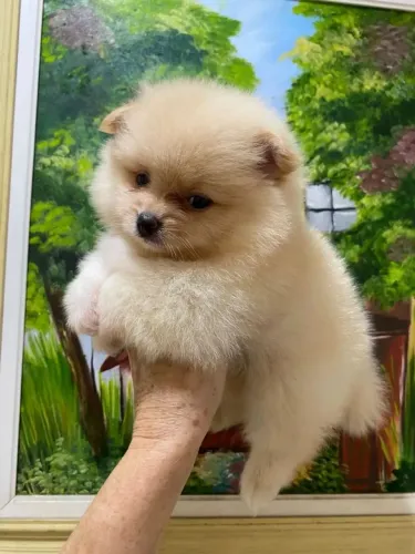 Spitz alemão nesse dia dos namorados encontre um amor fiel de verdade