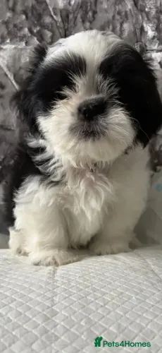 Cãozinho Shih tzu/ shihtzu espertos, dóceis e alegres