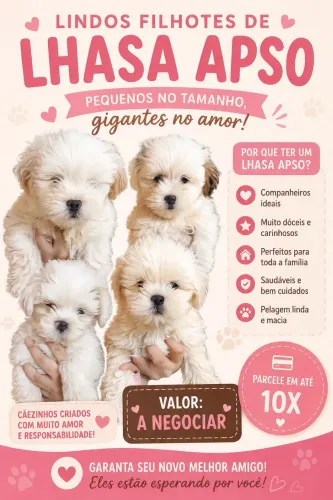 Filhote de lhasa apso