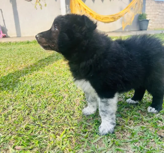 Filhote border collie, fofos e brincalhões prontos para um novo lar!