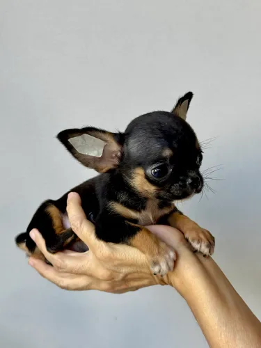 Chihuahua MINIATURA - macho pêlo curto