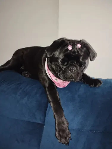 Pug preta linda 