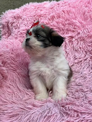 Shihtzu fêmea promoção