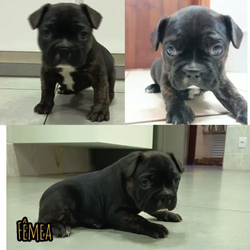 FILHOTE DE BULLDOG FRANCÊS