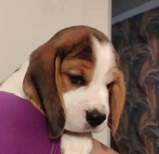 Filhotes de Beagle | Energia que inspira sorrisos