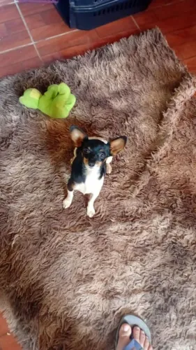 PINSCHER FEMEA