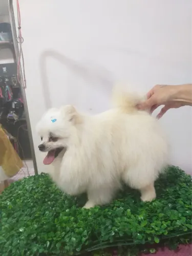 Lulu da Pomerania Branco  -  Disponível para Cruza / Padreador 