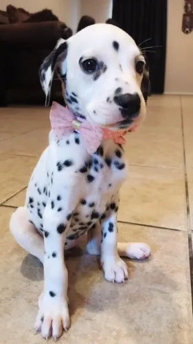 Dalmata lindos