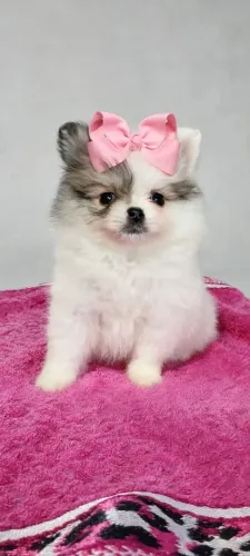Filhote fêmea lulu da Palmeirânia
