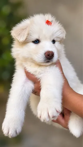 Husky siberiano Fêmeas