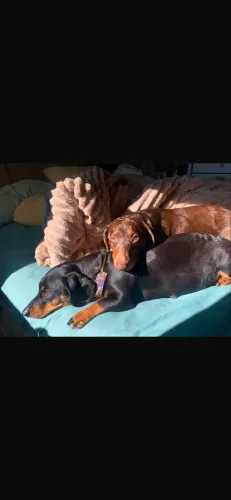 Filhotes de dachshund ( salsicha ) vendo