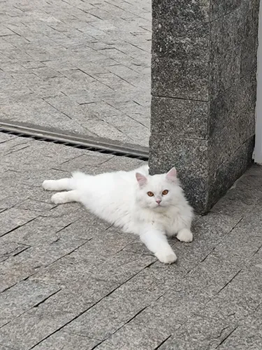 Gato Maine com macho com 8 meses