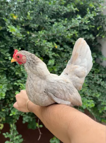 Galinha Garnize Nagazaki