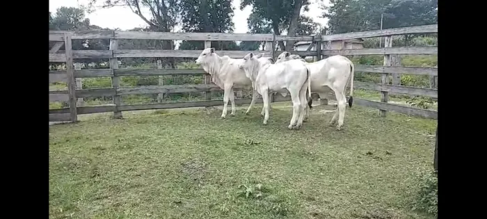 Três fêmeas Nelore 
