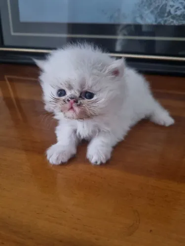 Filhote gato persa