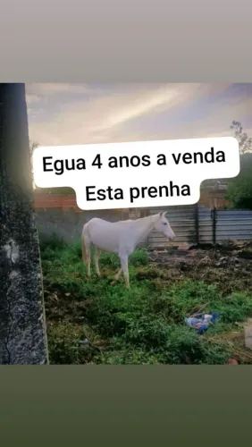 Cavalo 