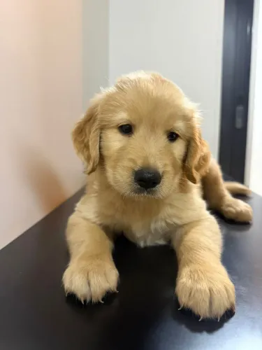Golden retriever(fêmea e macho )