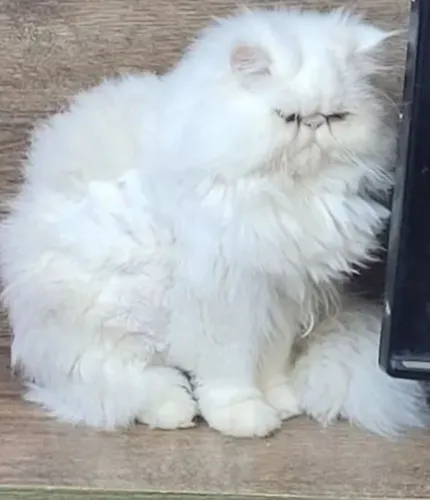 Gato persa macho cruza(nao venda)