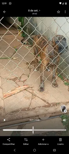 Filhote de Fila Brasileiro