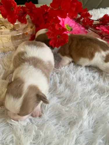 Chihuahua
