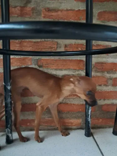 Filhotes de pincher n.1