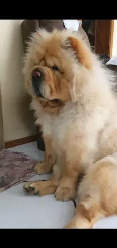 Chow chow americano pesado disponível para cruza 