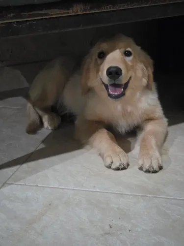 Filhote Golden Retriever - Macho