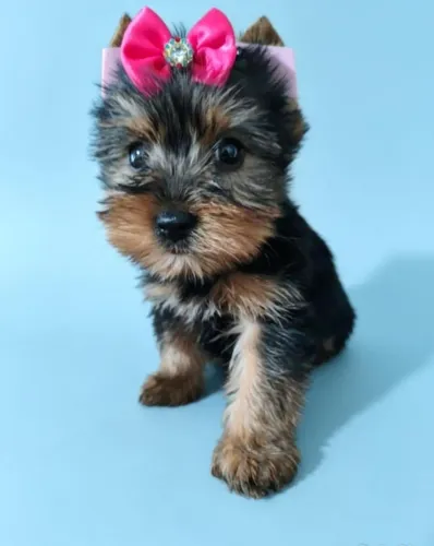 Pequena Companheira para Momentos Especiais