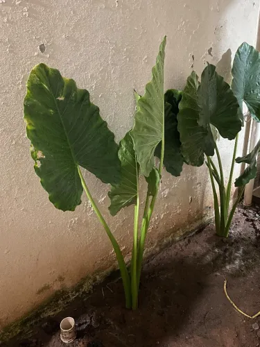 Muda Alocasia (Orelha de Elefante)
