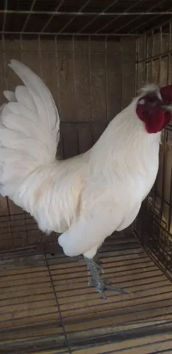 Vendo galo branco