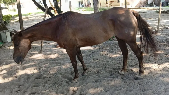 Égua de vaquejada