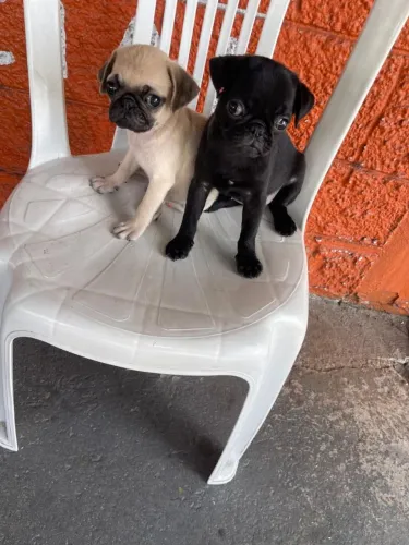 Pug filhote 