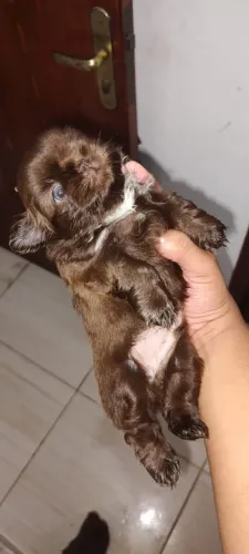 Vendo shytizu 