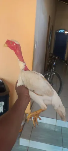 Galinha índia polaca